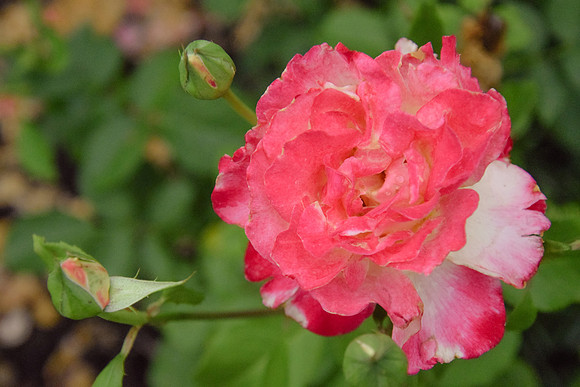 Roses in the garden - Shelter Gardens June 2025